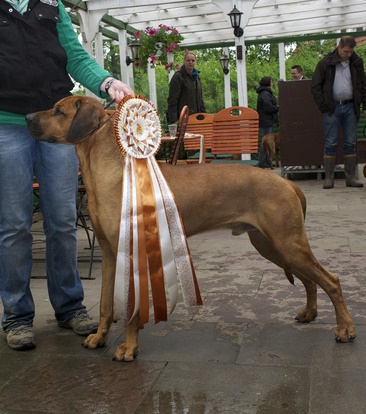 Ch. RED WHEATEN ASAB